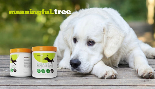 Top Remedies: What to Give Dogs for Upset Stomach Relief