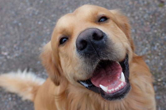 dog probiotics for allergies