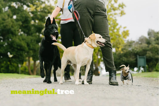 dog health insurance cost